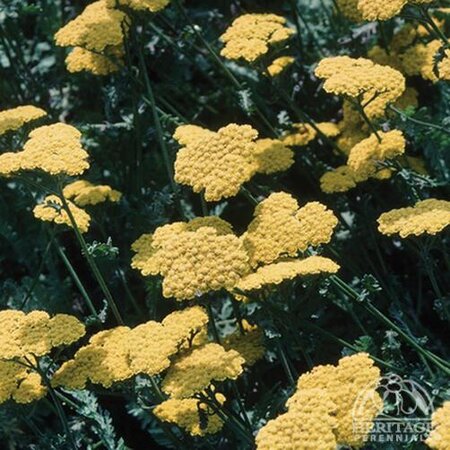 YARROW MOONSHINE 4IN