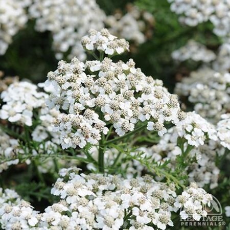 YARROW NEW VINTAGE WHITE 1G