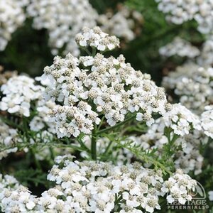 YARROW NEW VINTAGE WHITE 1G