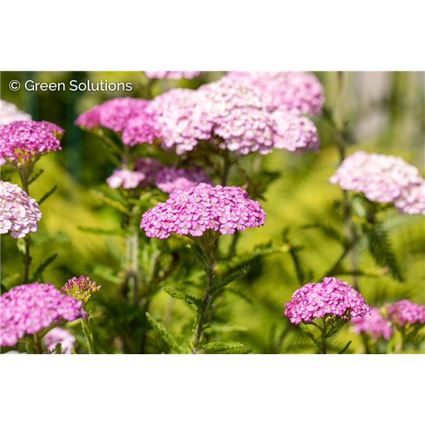 YARROW OERTEL'S ROSE 1G