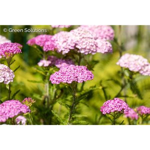 YARROW OERTEL'S ROSE 1G