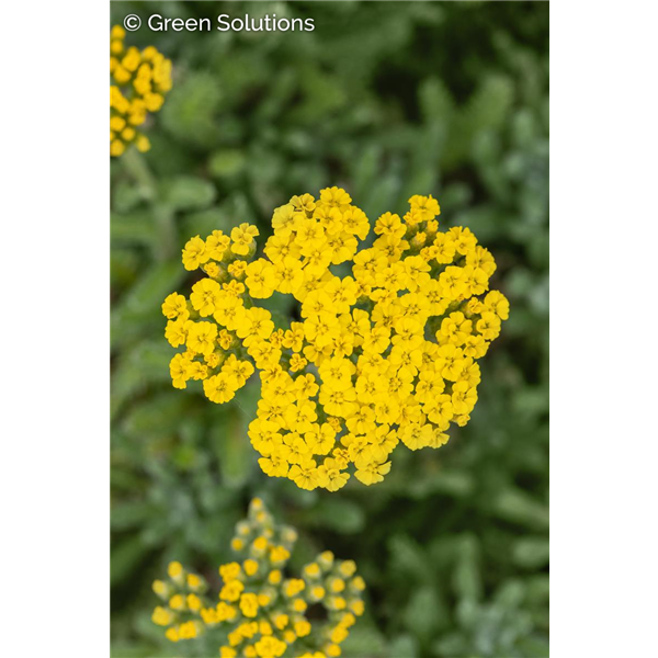YARROW SASSY SUMMER LEMON 1G