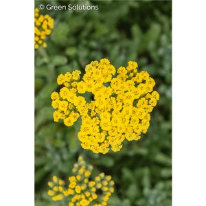 YARROW SASSY SUMMER LEMON 1G