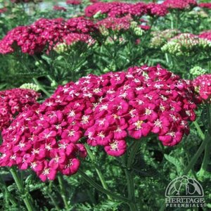 YARROW SAUCY SEDUCTION 1G