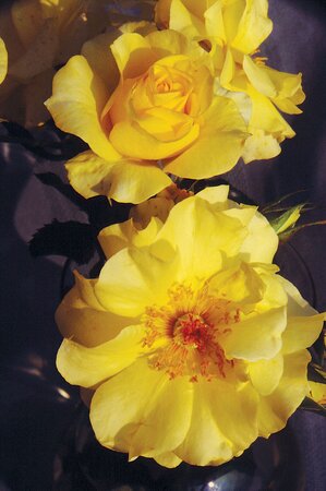 YELLOW BLAZE ROSE CLIMBING