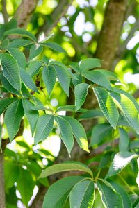 YELLOW BUCKEYE 125CM - image 5