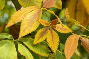 YELLOW BUCKEYE 125CM - image 1