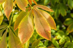 YELLOW BUCKEYE 125CM - image 2