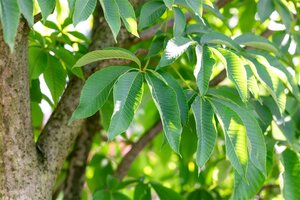 YELLOW BUCKEYE 125CM - image 3