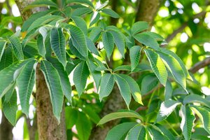 YELLOW BUCKEYE 125CM - image 4