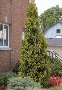 YELLOW RIBBON CEDAR 50CM