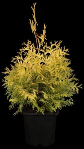 YELLOW RIBBON CEDAR 50CM - image 4