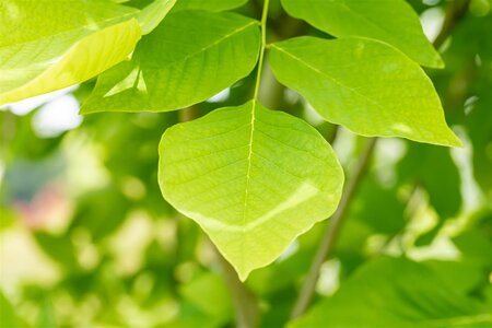 YELLOWWOOD 200CM - image 1