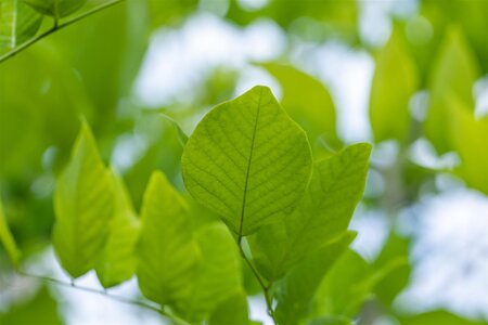YELLOWWOOD 200CM - image 3