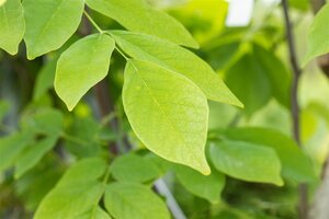 YELLOWWOOD 275CM  - image 4