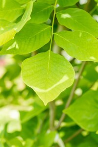 YELLOWWOOD 60MM - image 2