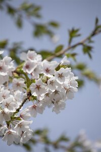 YOSHINO FLOWERING CHERRY 200CM - image 2