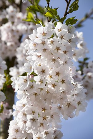 YOSHINO FLOWERING CHERRY 200CM - image 3