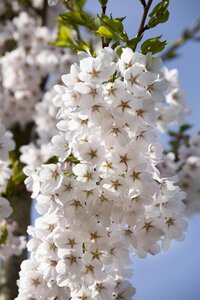 YOSHINO FLOWERING CHERRY 200CM - image 3
