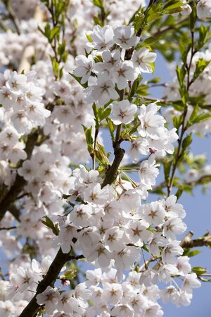 YOSHINO FLOWERING CHERRY 200CM - image 5