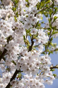YOSHINO FLOWERING CHERRY 200CM - image 5