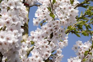 YOSHINO FLOWERING CHERRY 200CM - image 1