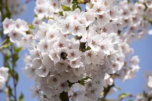 YOSHINO FLOWERING CHERRY 200CM - image 4
