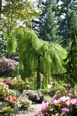 YOUNGS WEEPING BIRCH 30 MM - image 1