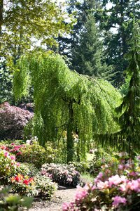 YOUNGS WEEPING BIRCH 30 MM - image 1