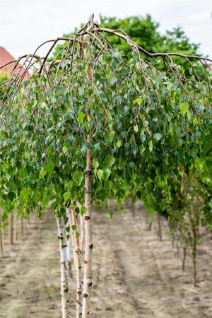 YOUNGS WEEPING BIRCH 30 MM - image 5