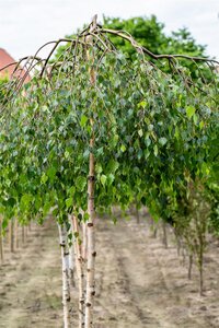 YOUNGS WEEPING BIRCH 30 MM - image 5