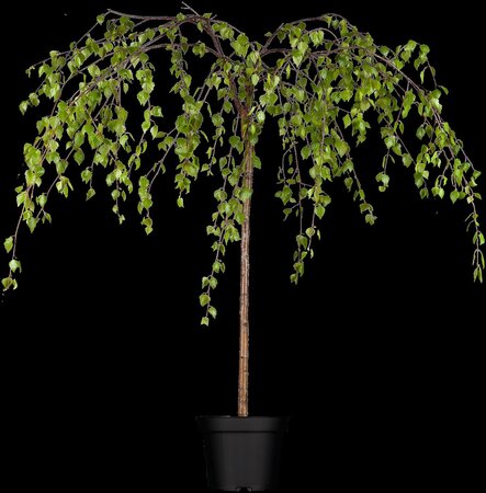 YOUNGS WEEPING BIRCH 30 MM - image 3