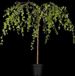 YOUNGS WEEPING BIRCH 30 MM - image 3