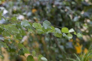 YOUNGS WEEPING BIRCH 30 MM - image 2
