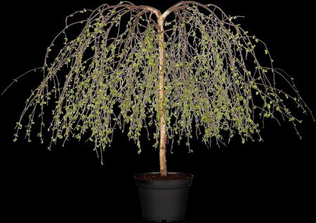 YOUNGS WEEPING BIRCH 30 MM - image 4