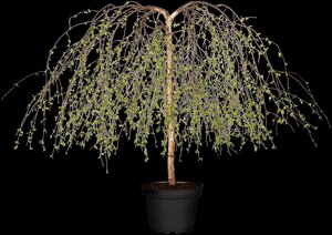YOUNGS WEEPING BIRCH 30 MM - image 4