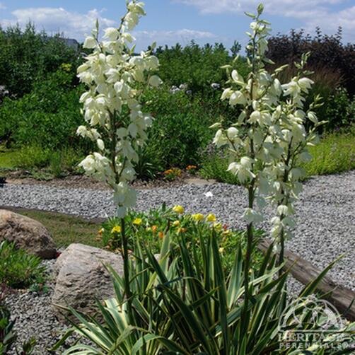 YUCCA BRIGHT EDGE 1G 30CM