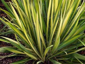 YUCCA GARLAND GOLD 1GAL