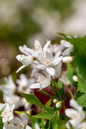 YUKI SNOWFLAKE DEUTZIA 30 CM - image 2