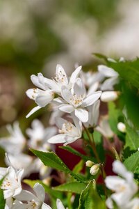 YUKI SNOWFLAKE DEUTZIA 30 CM - image 2