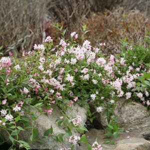 YUKI SNOWFLAKE DEUTZIA 30 CM