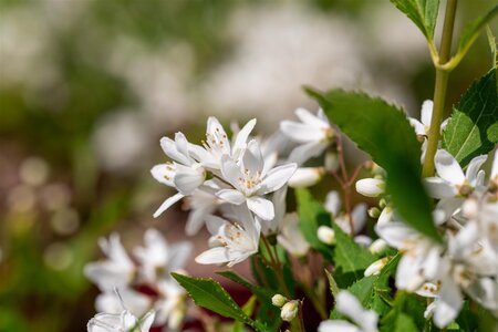 YUKI SNOWFLAKE DEUTZIA 30 CM - image 1