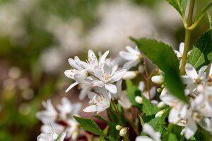 YUKI SNOWFLAKE DEUTZIA 30 CM - image 1