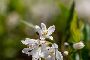 YUKI SNOWFLAKE DEUTZIA 30 CM - image 3