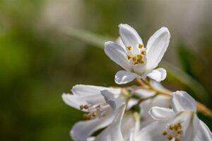 YUKI SNOWFLAKE DEUTZIA 30 CM - image 4
