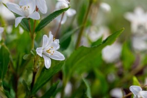 YUKI SNOWFLAKE DEUTZIA 30 CM - image 5