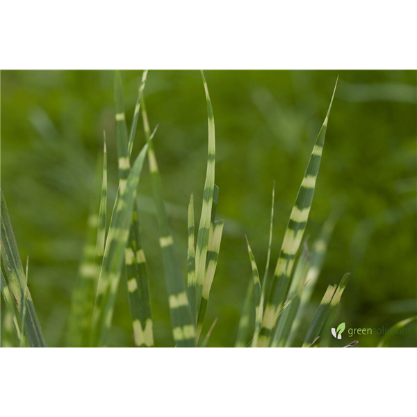ZEBRA GRASS ZEBRINUS 2G