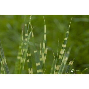 ZEBRA GRASS ZEBRINUS 2G