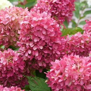 ZINFIN DOLL HYDRANGEA 50CM - image 1