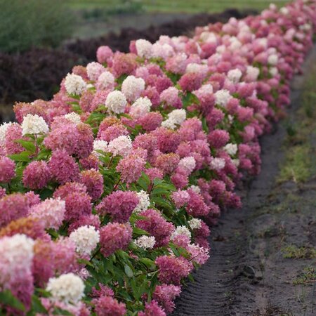 ZINFIN DOLL HYDRANGEA 50CM - image 2